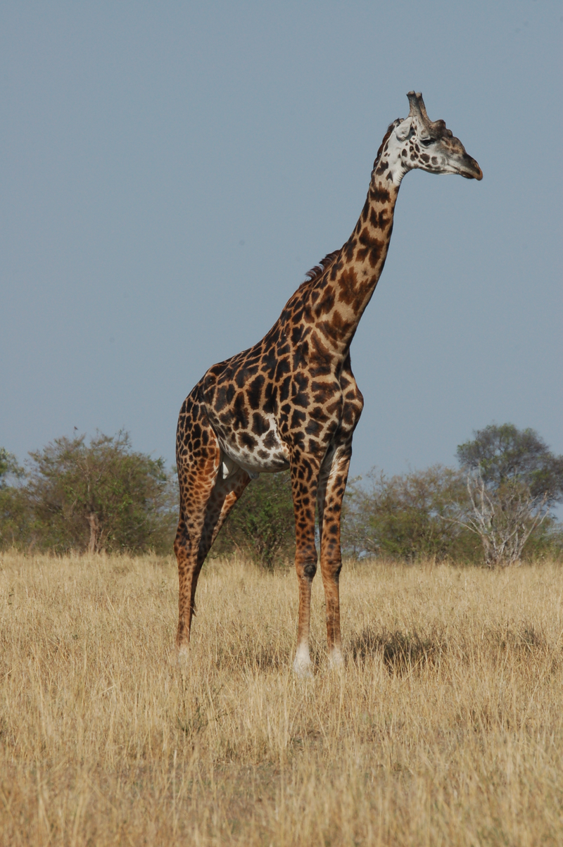 Illustration for article titled Out of Africa. Giraffes.